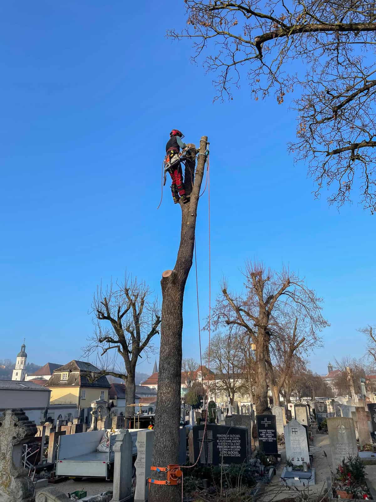 Baumkletterer bei der Baumfällung in einem Friedhof.