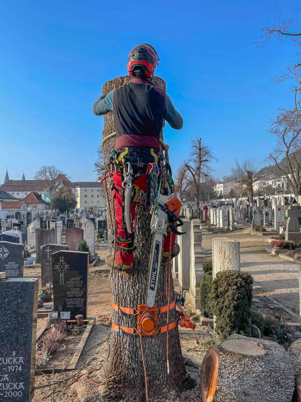 Baumpfleger bei der Arbeit auf einem Friedhof mit Kletterausrüstung.