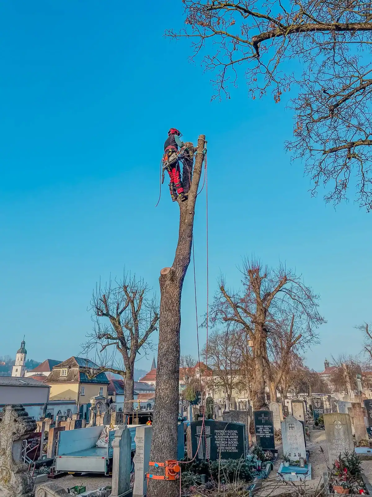 Baumkletterer schneidet Äste in einem Friedhof.