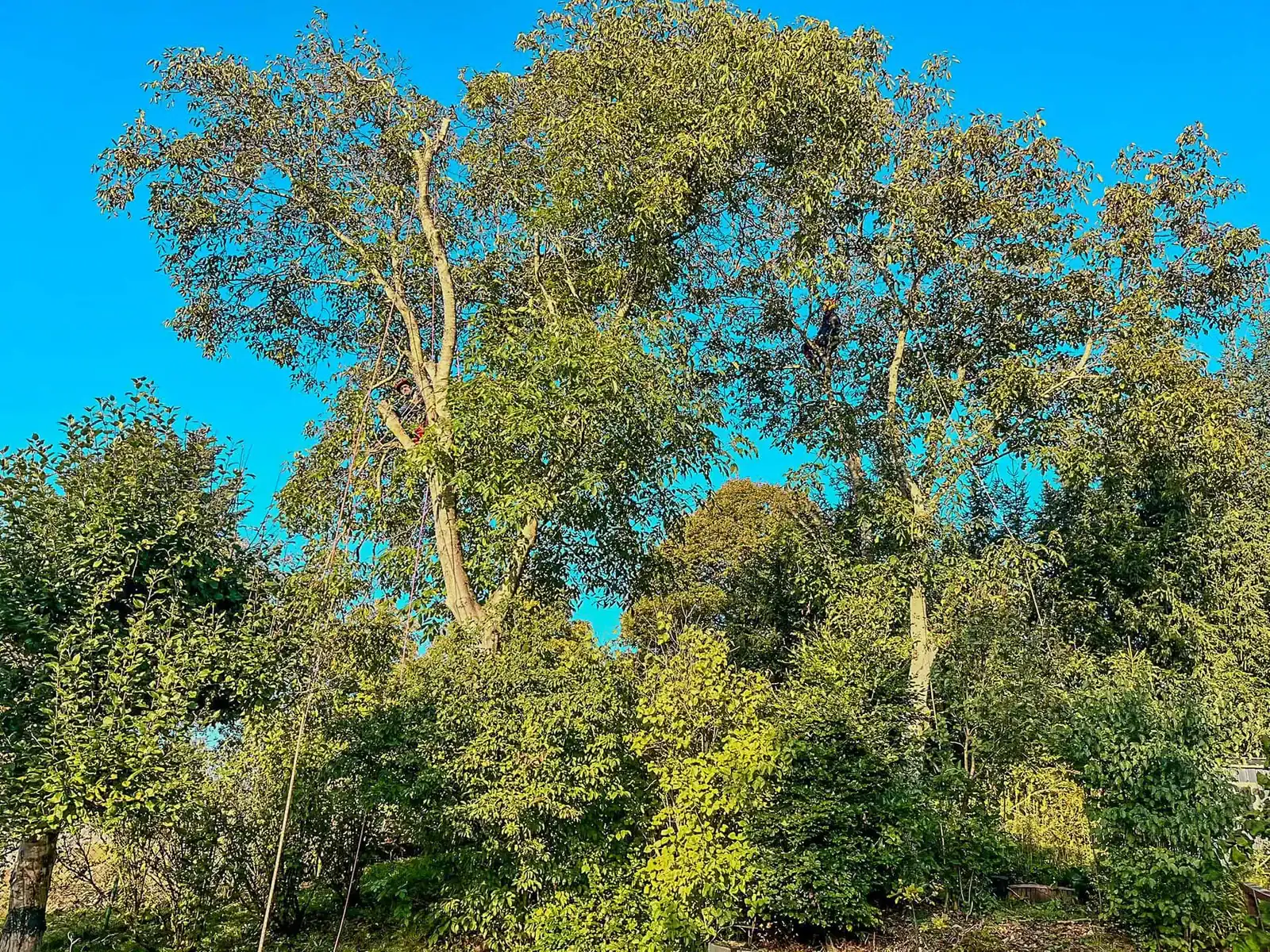Weit ausladende Krone eines alten Laubbaums vor blauem Himmel