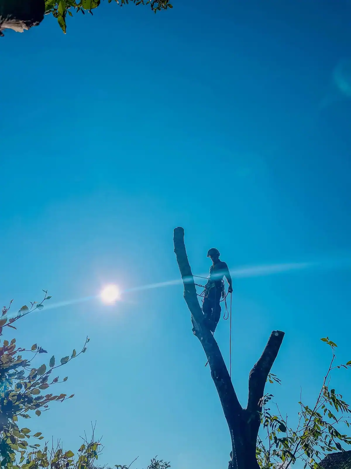 Kletterer der Evergreen Baumpflege auf einem entasteten Stamm vor blauem Himmel