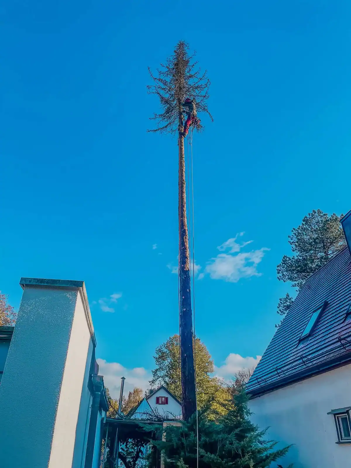 Kletterer der Evergreen Baumpflege baut eine hohe Fichte zwischen zwei Wohnhäusern ab