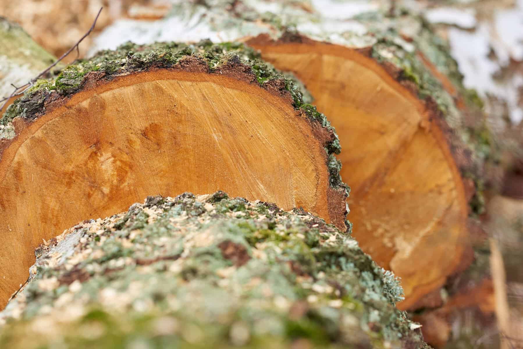 Baumstämme mit frischer Schnittfläche und Rinde im Wald.