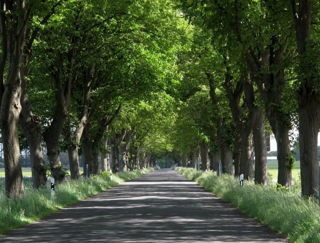 Schöne Baumallee mit grünen Blättern und Schatten auf der Straße.