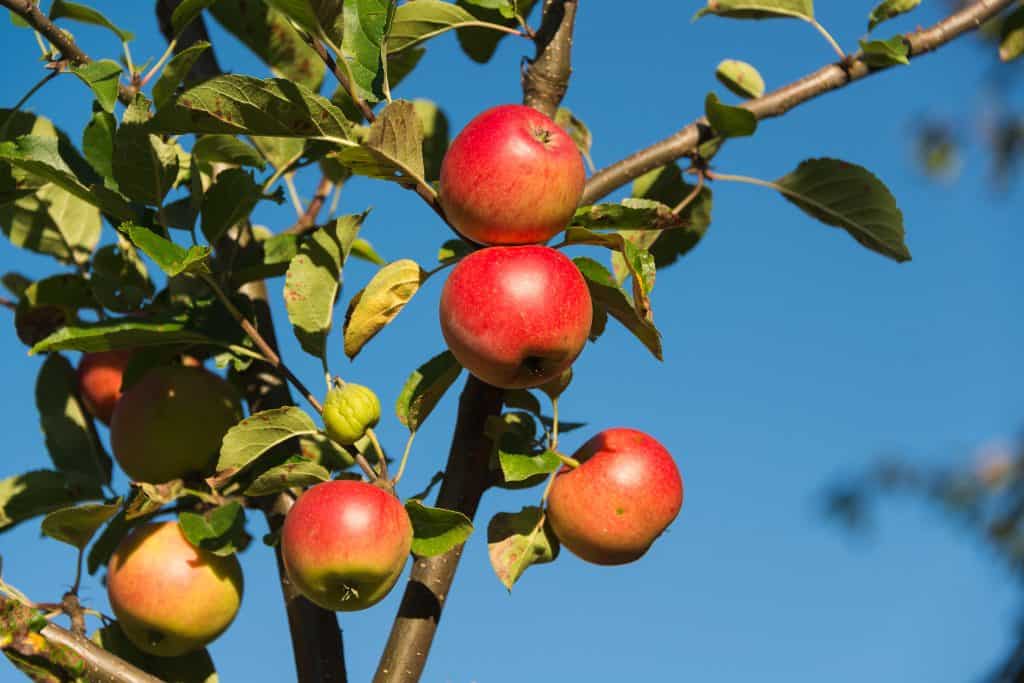Äpfel an einem Obstbaum unter blauem Himmel.