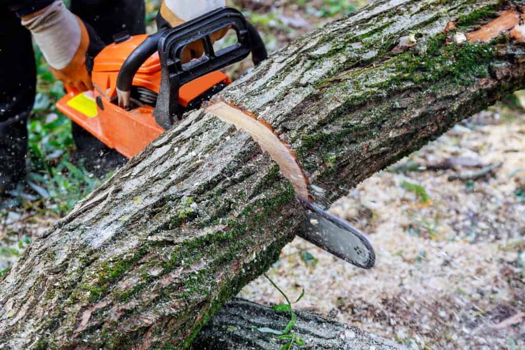 Baumfällung mit Kettensäge bei Evergreen Baumpflege.